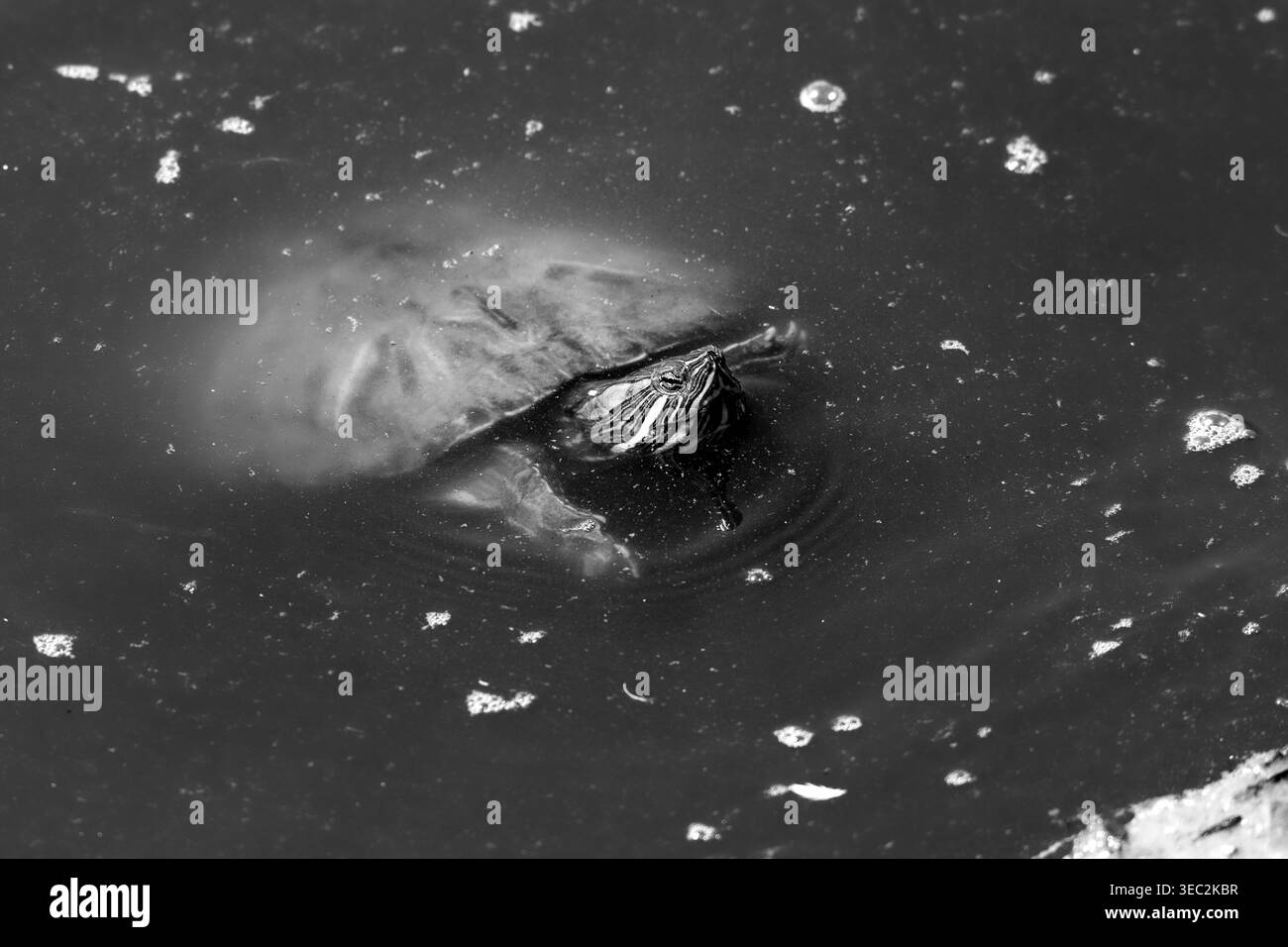 Tartaruga a scorrimento dalle orecchie rosse che emerge dall'acqua con la testa sollevata Foto Stock
