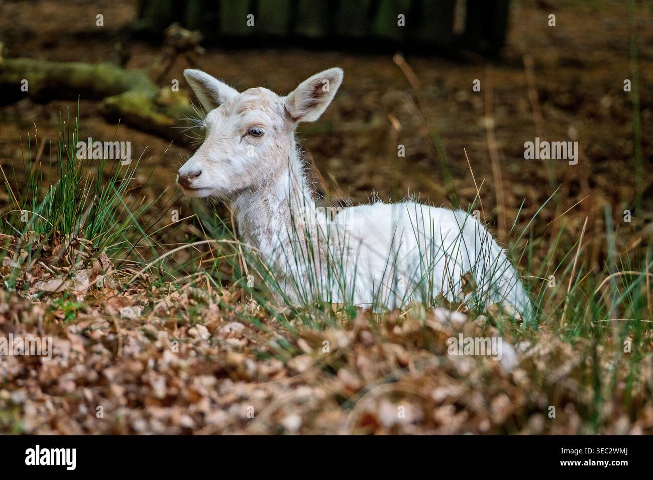 Il cervo a riposo albino riposa nel bosco. Foto Stock