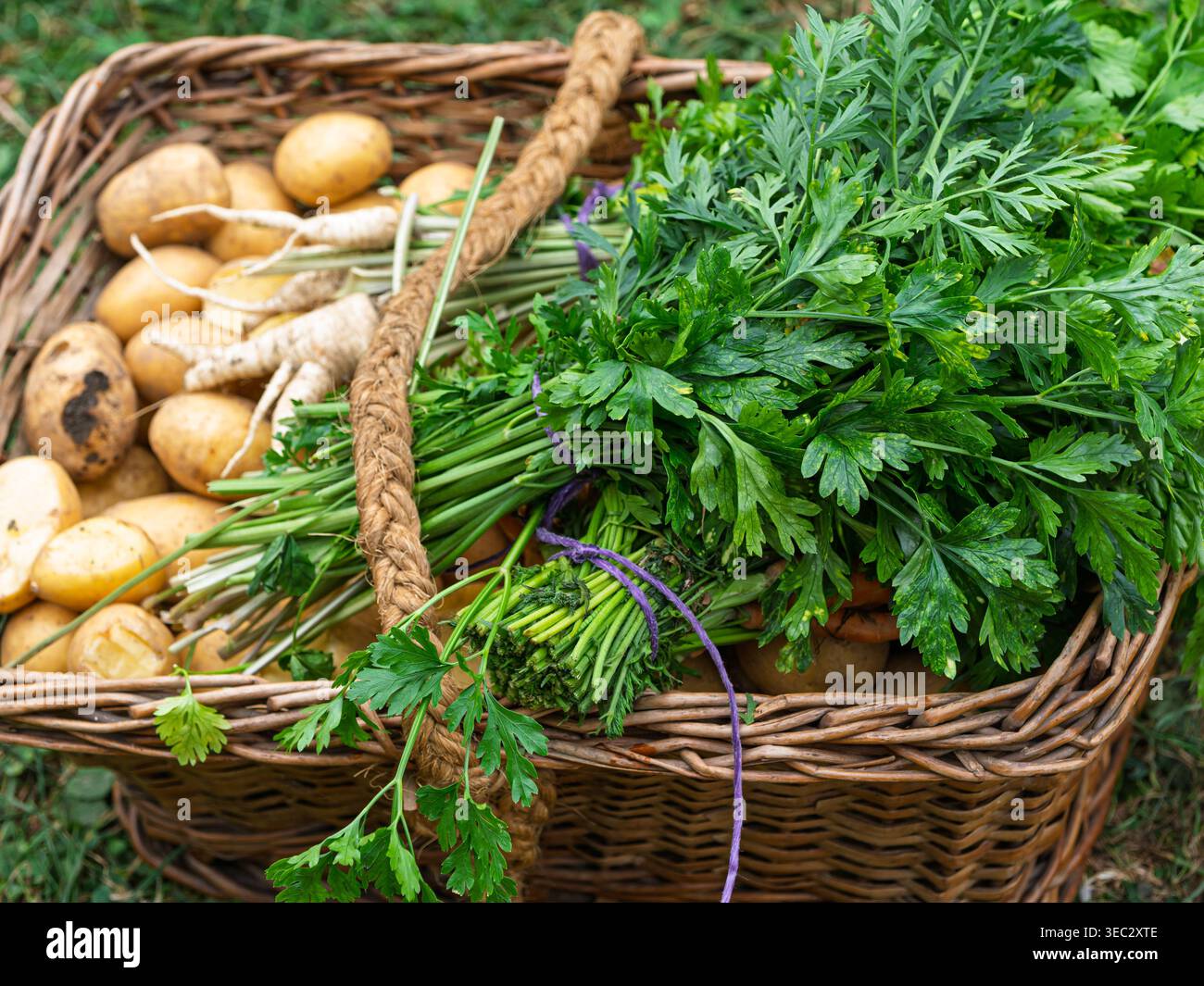 Patate fresche (Solanum tuberosum) e prezzemolo (Petroselinum crispum) radici e foglie in un cesto di vimini. Prodotti dal giardino di casa. Fattoria biologica Foto Stock