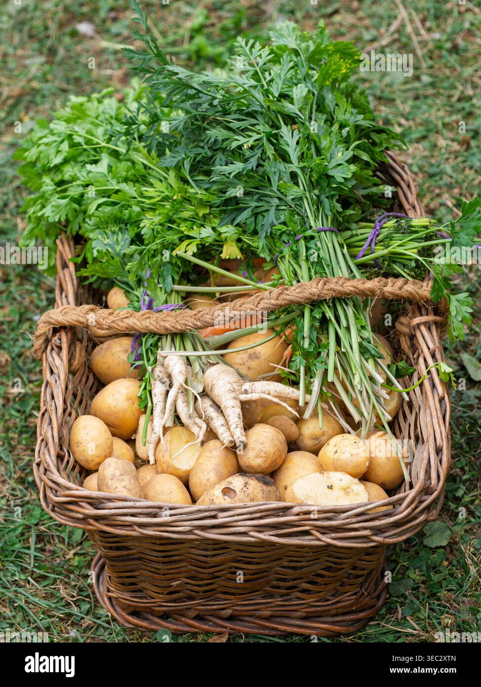 Patate fresche (Solanum tuberosum) e prezzemolo (Petroselinum crispum) radici e foglie in un cesto di vimini. Prodotti dal giardino di casa. Fattoria biologica Foto Stock