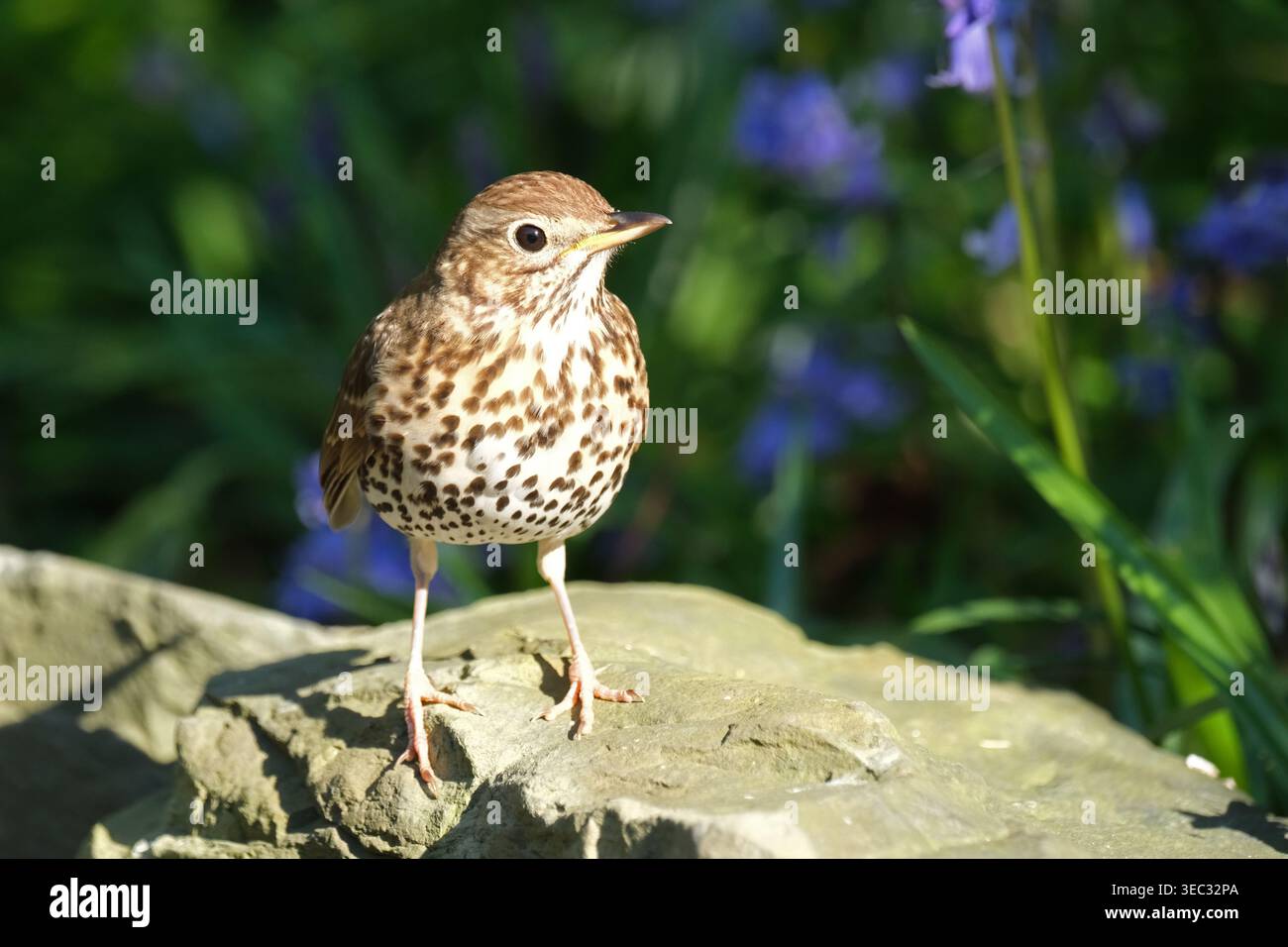 Song Thrush ( Turdus philomelos ) in visita a un giardino roccioso nel Regno Unito nell'aprile 2026 Foto Stock