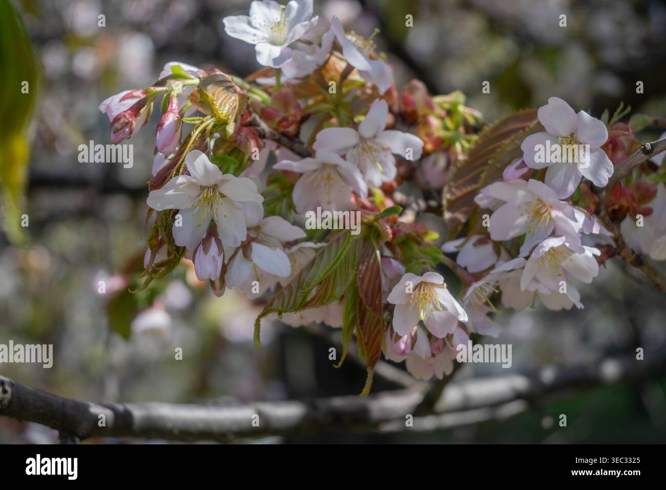 I delicati fiori di ciliegio danzano dolcemente nell'aria di primavera, i loro petali rosa e bianchi si dispiegano su uno sfondo di foglie verdi lussureggianti. La bellezza della natura Foto Stock