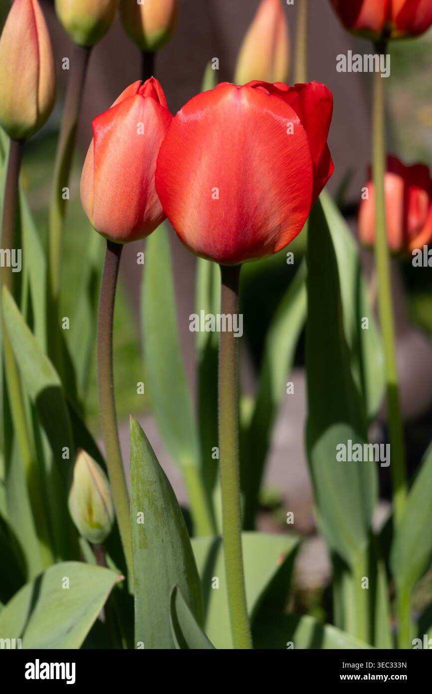 I tulipani rossi vibranti oscillano dolcemente in un giardino soleggiato in primavera, mostrando la bellezza della natura e l'eleganza floreale in piena fioritura, Foto Stock