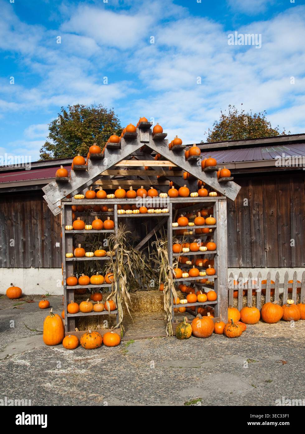 Mostra autunnale delle zucche con struttura in legno e gambi di mais Foto Stock