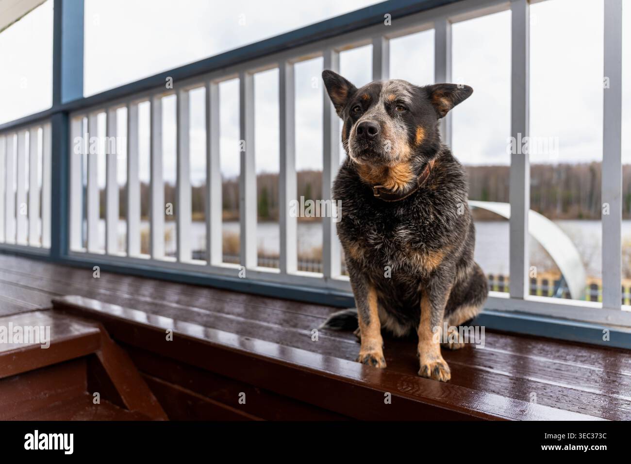 Orecchie di cane australiano in piedi sul ponte postura attenta pavimenti in legno Treeline distanti Cloudy Sky Collar Tag posizione protettiva Foto Stock