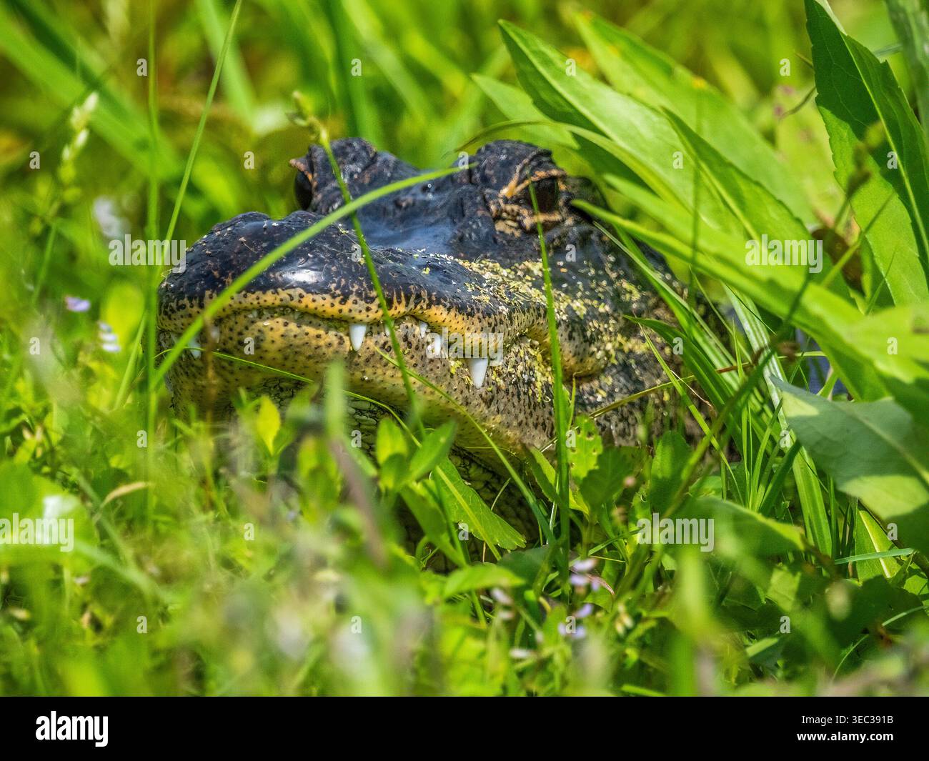 Alligatore steso sull'erba lungo un sentiero nelle paludi di Orlando a Christmas, Florida, Stati Uniti Foto Stock