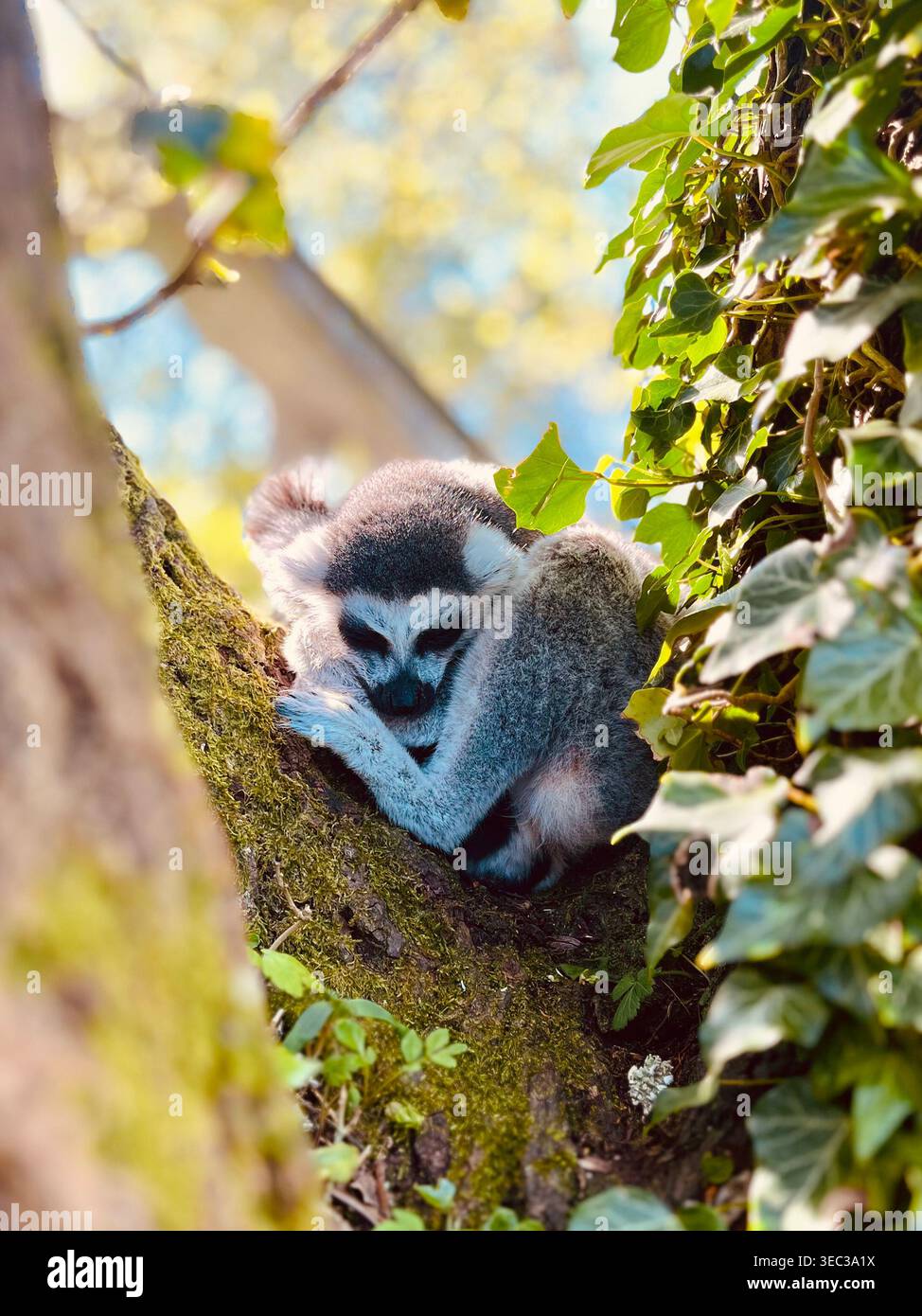 Lemure nella struttura ad albero Foto Stock