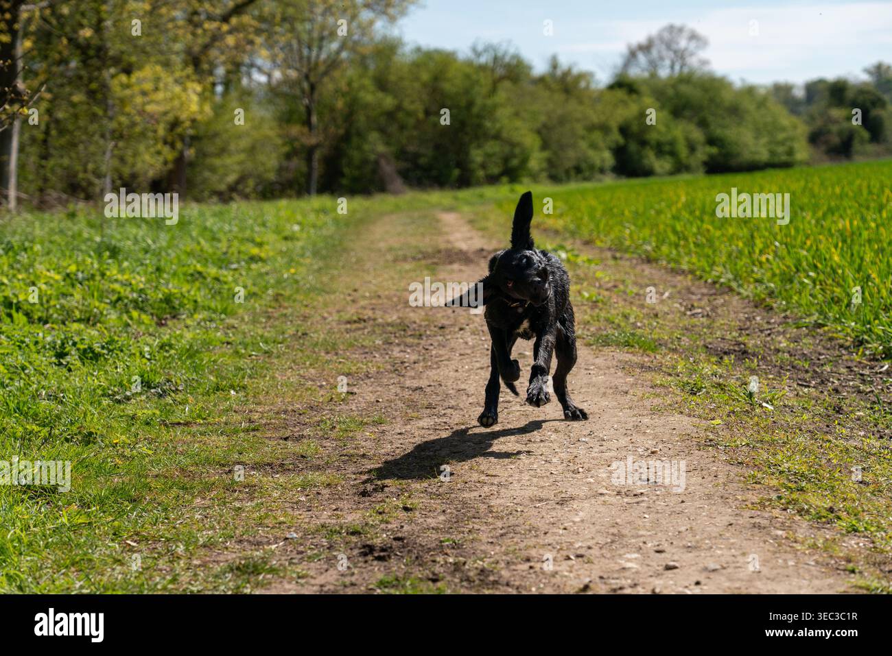 Giocoso cucciolo nero Labrador che corre attraverso un campo di campagna e spruzza acqua in una giornata di sole nell'Inghilterra rurale, catturando energia Foto Stock