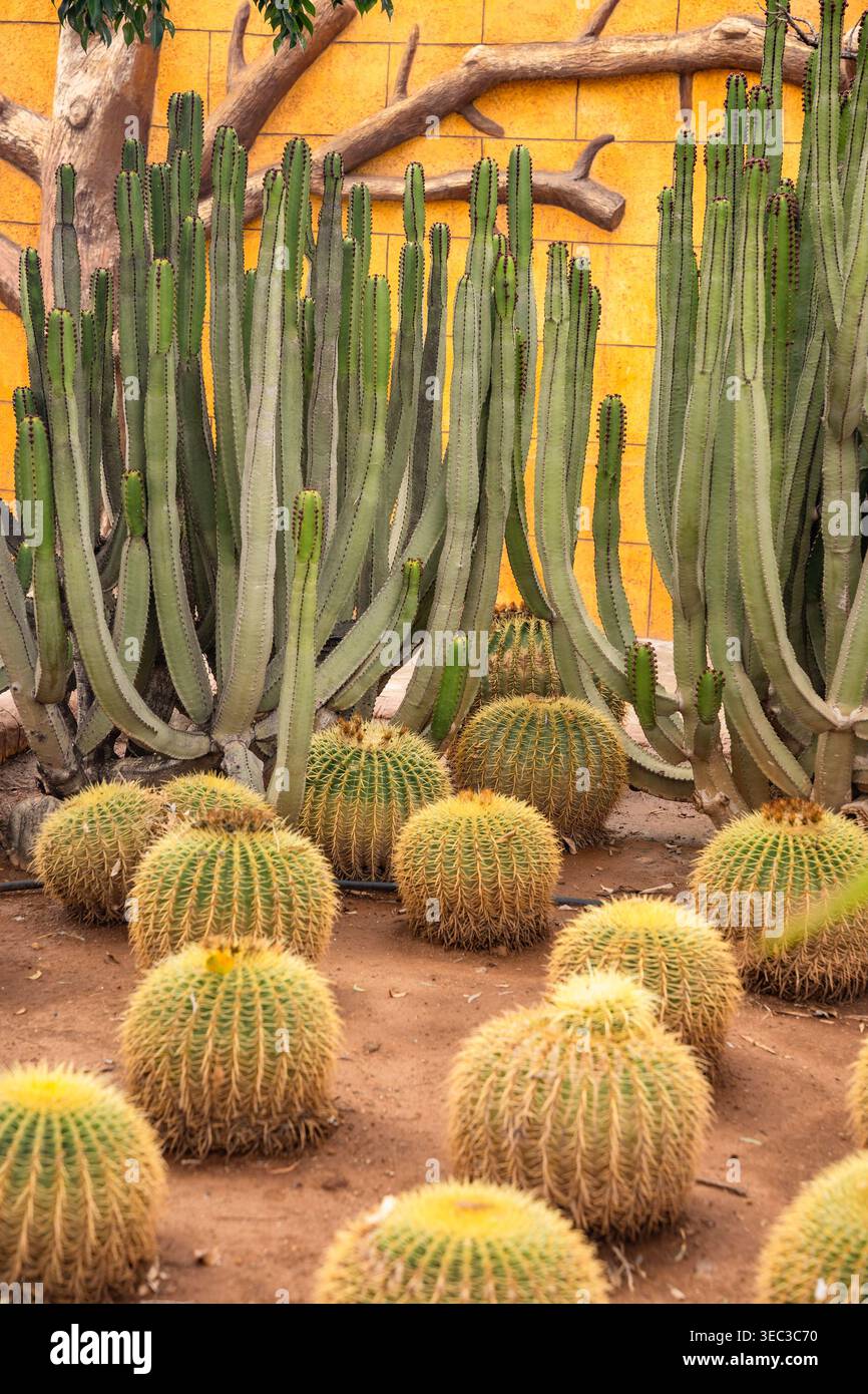 Alto cactus colonnare con cactus dorati rotondi nel giardino desertico contro pareti vivide Foto Stock