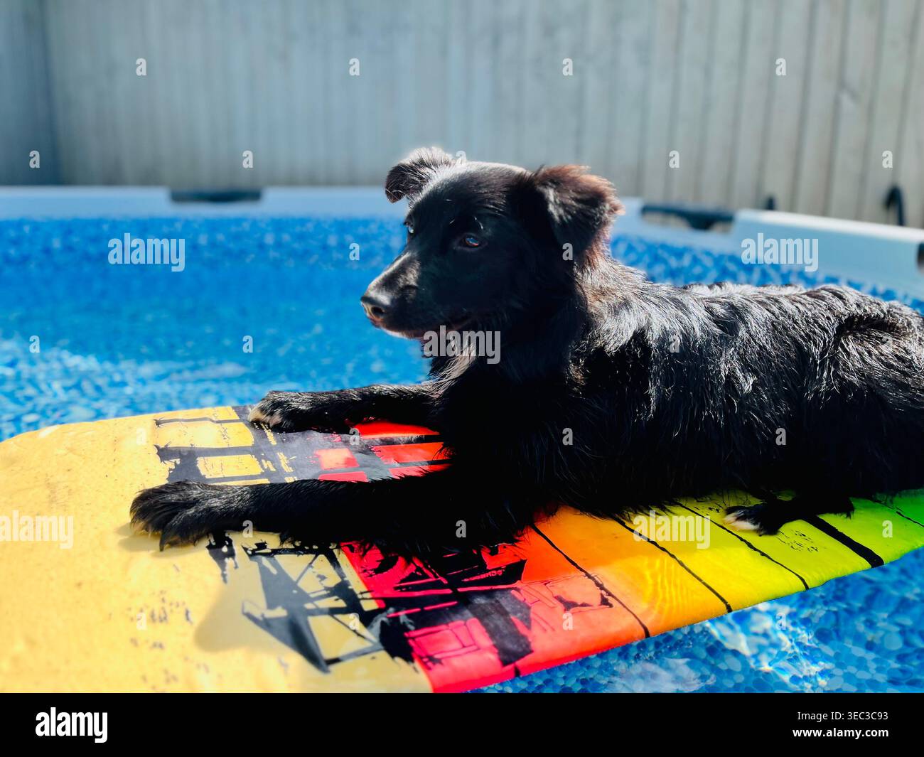 Paddle boarding per cani Foto Stock