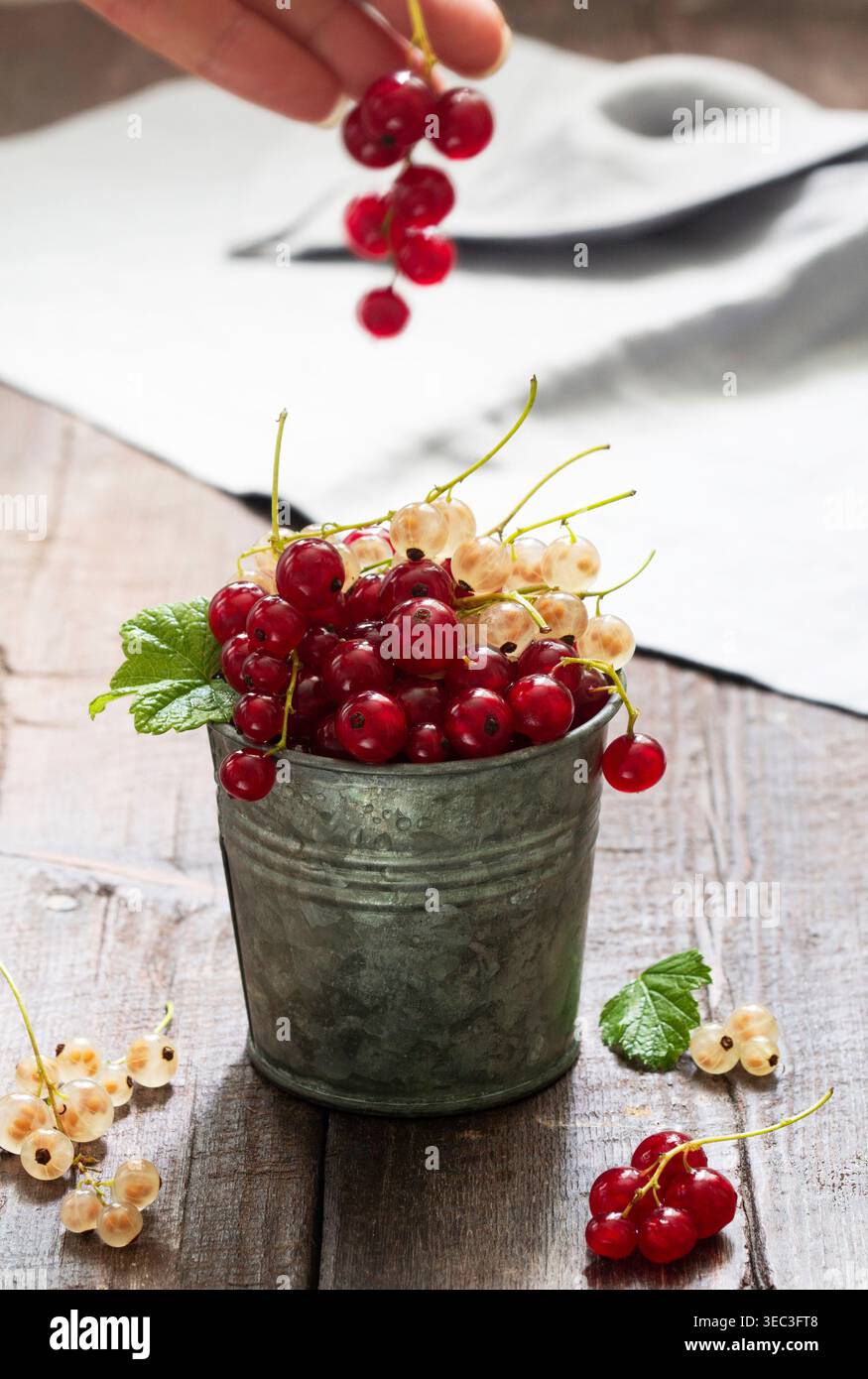 Ribes bianco e rosso in un secchio di metallo su fondo di legno. Foto Stock