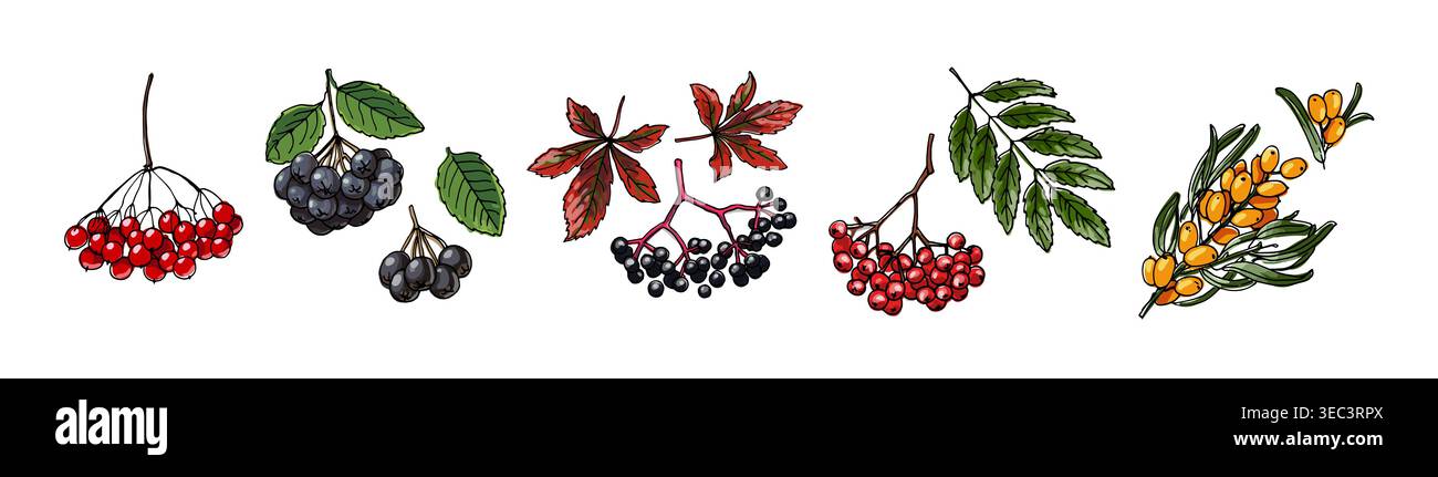 Set vettoriale stile schizzo bacche disegnate a mano Illustrazione Vettoriale