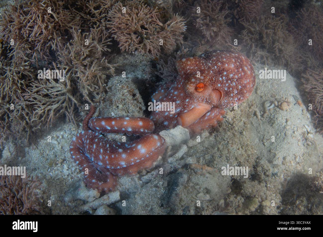 Un polpo della notte stellata, Pinnoctopus luteus, caccia alla preda su una barriera corallina poco profonda di notte a El Nido, Filippine. Questo polpo è notturno. Foto Stock