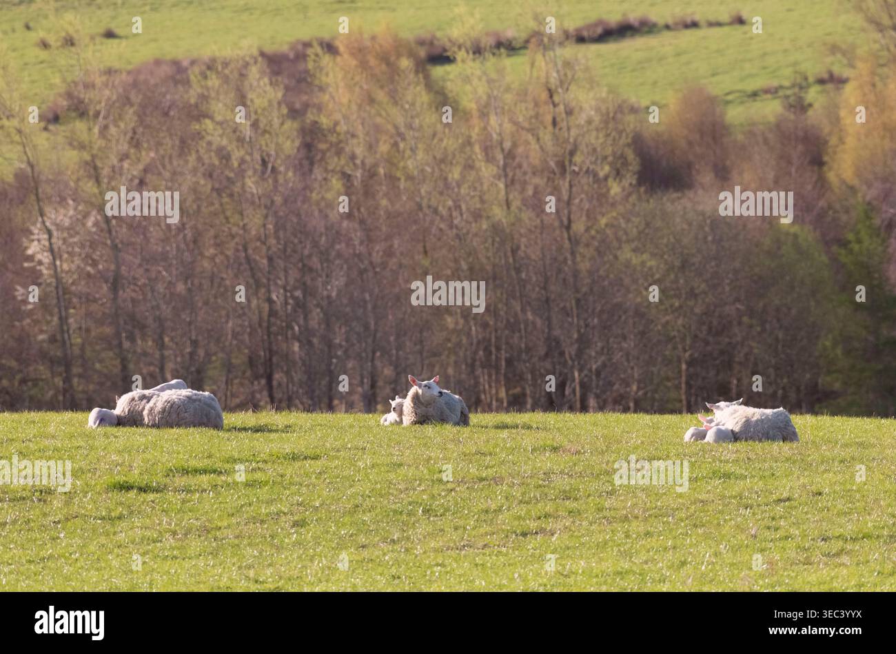 Pecore con i loro giovani Lambs giacciono in un campo di erba al mattino presto Spring Sunshine nell'Aberdeenshire Foto Stock