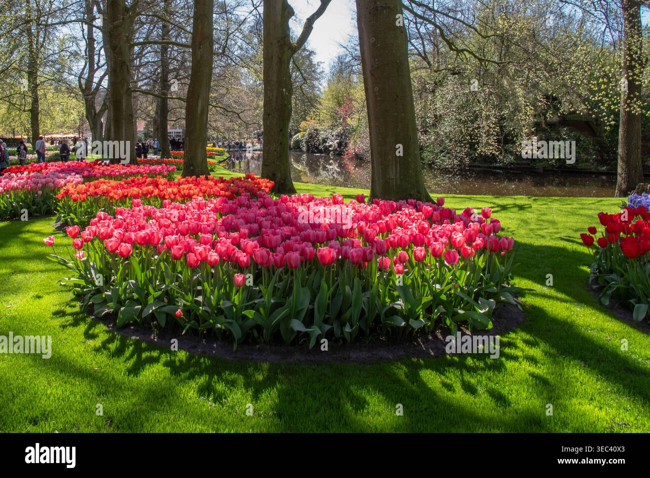 Colorati letti di tulipani in un giardino nei Paesi Bassi in primavera Foto Stock