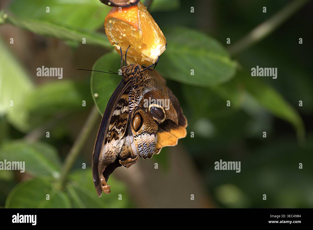 Una farfalla gufo dorata che riposa con ali chiuse su una stazione di alimentazione tropicale, sorseggiando succo da una fetta di arancia e banana. Foto Stock