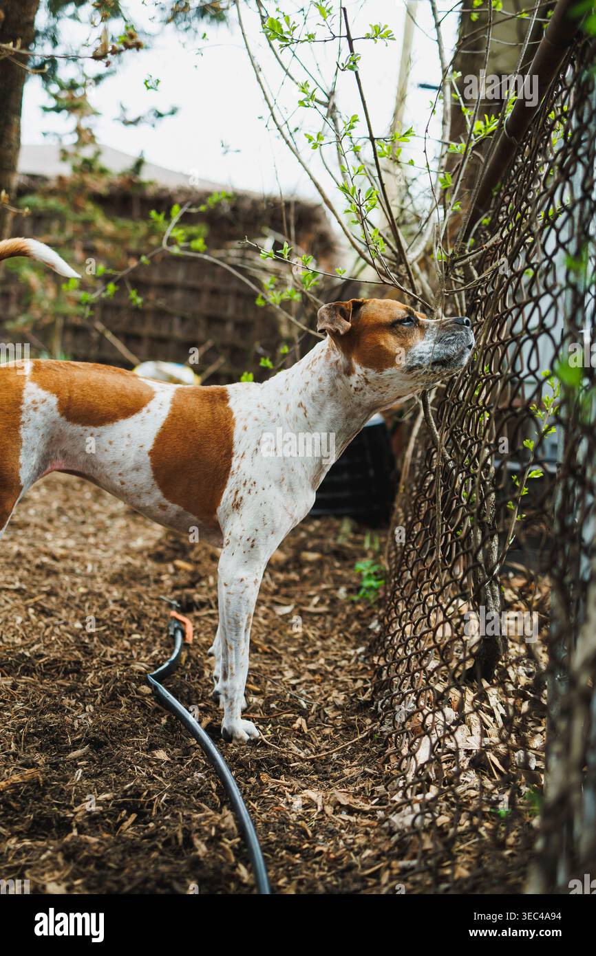 Il cane osserva attraverso una recinzione in un cortile mentre si gode la vita all'aperto in una giornata di sole in primavera Foto Stock
