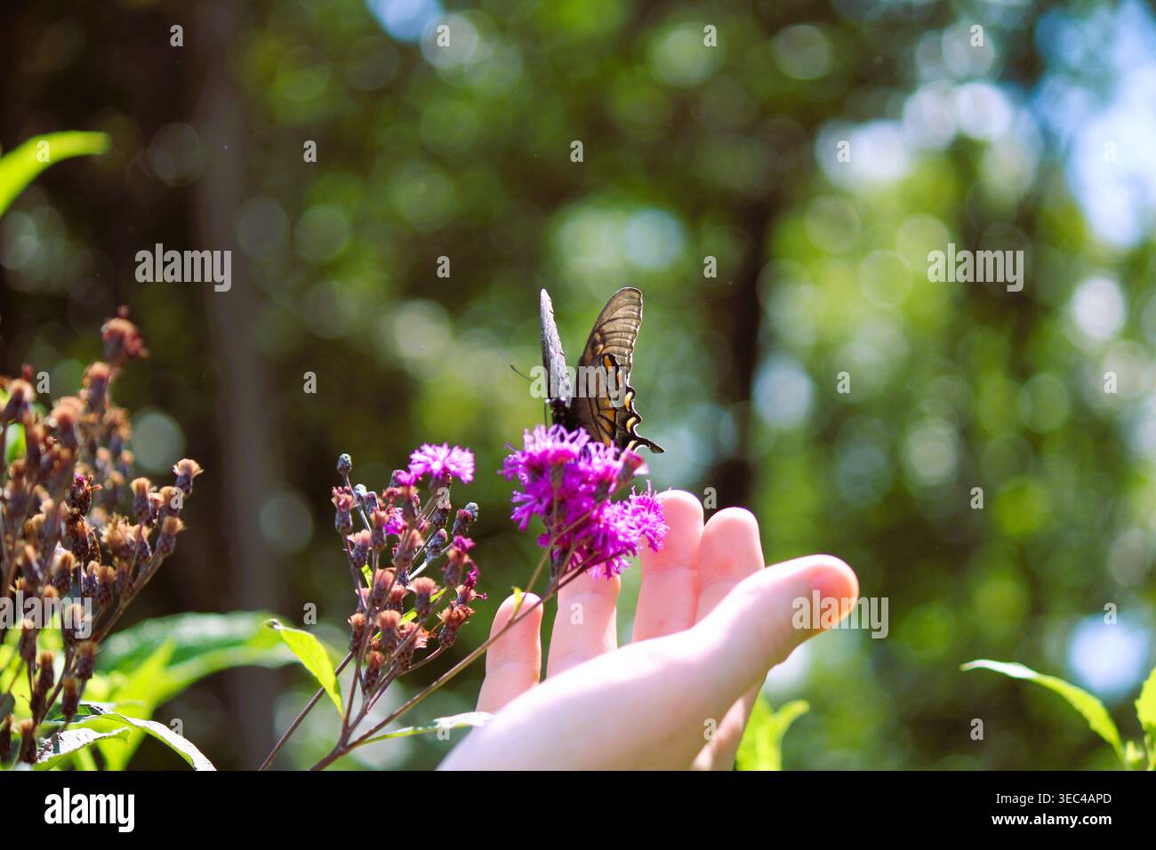 Farfalla sul fiore con la mano Foto Stock
