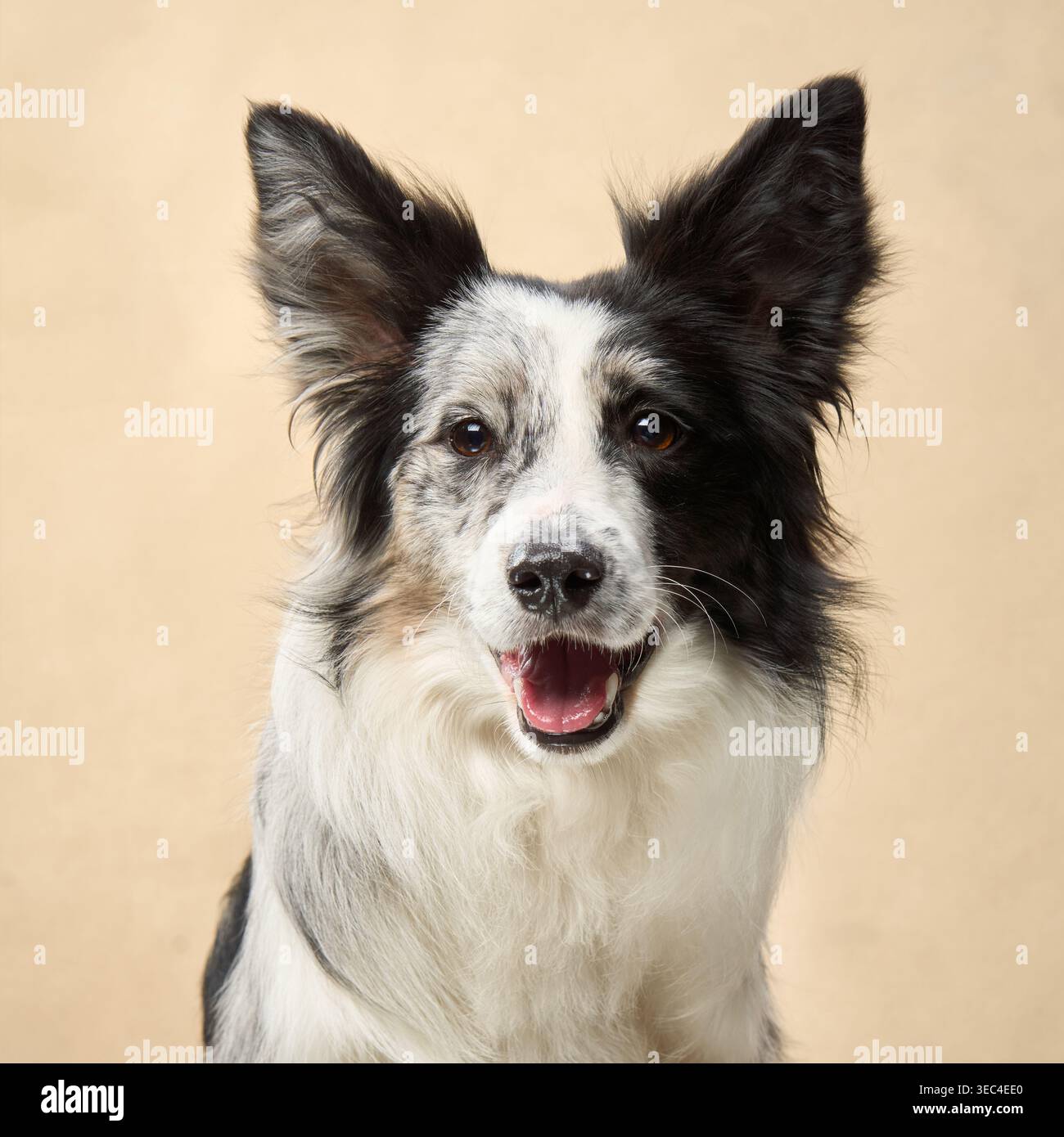 Il bordo bianco e nero Collie si adatta tranquillamente con una leggera inclinazione della testa nella luce da studio. Foto Stock