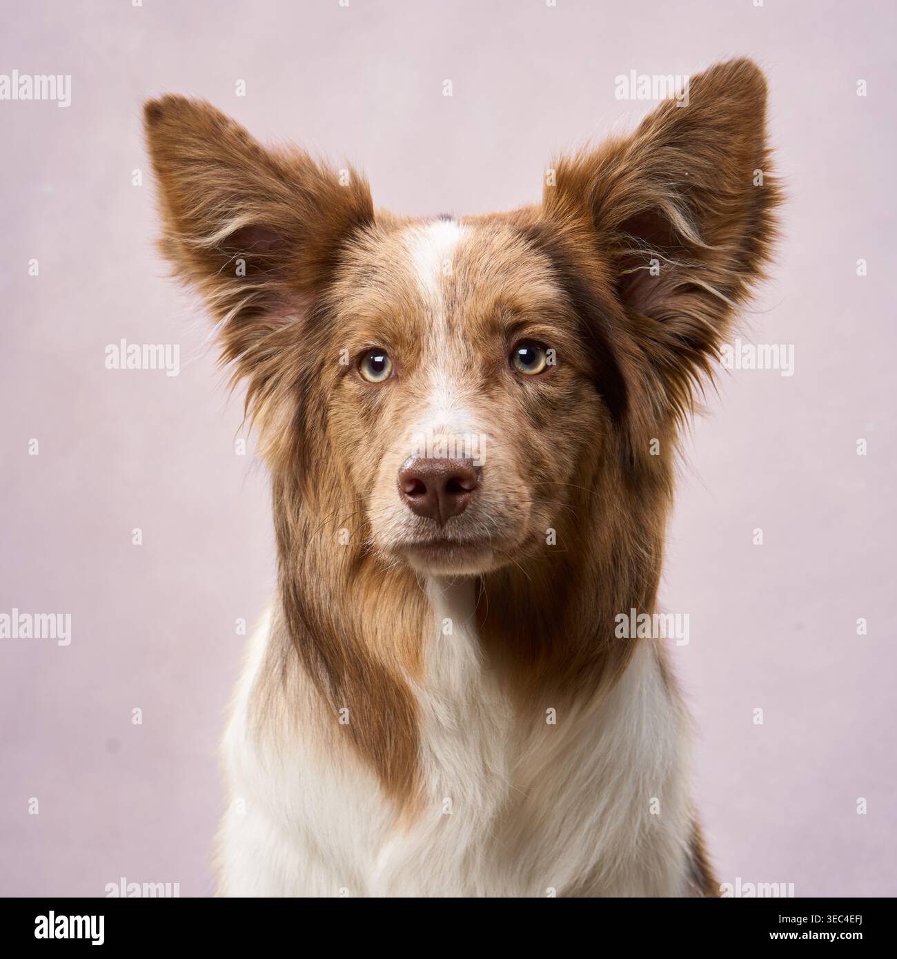 Una Collie con bordo rilassato affronta la fotocamera in un'impostazione dai toni morbidi con orecchie erette. Foto Stock