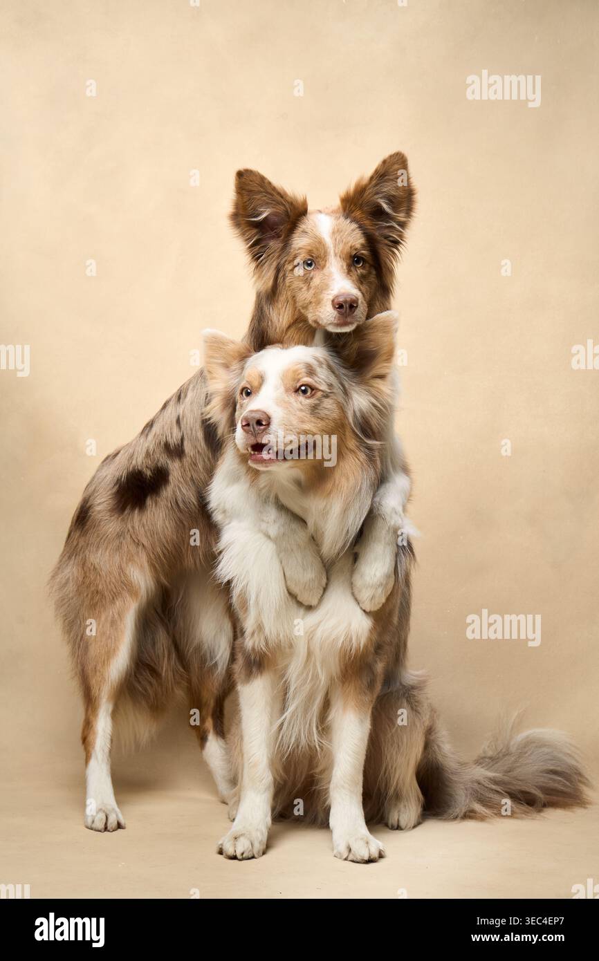 Due Border Collies si posano vicino, uno appoggiato sulla testa sull'altro in uno studio beige. Foto Stock
