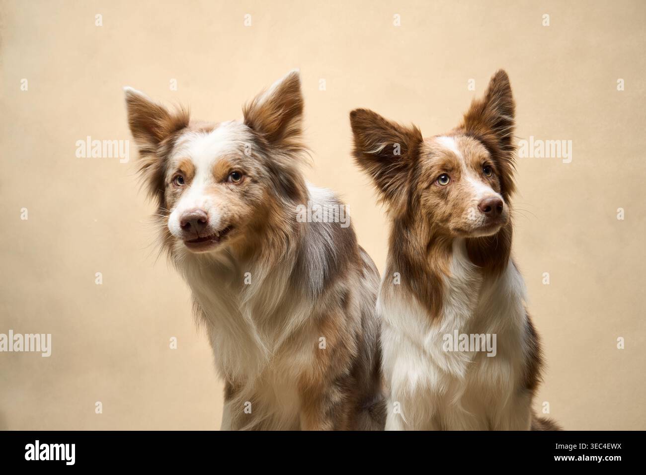 Il trio Border Collie si trova in posizione verticale, tutte rivolte verso la fotocamera, con espressioni attente in una luce soffusa. Foto Stock