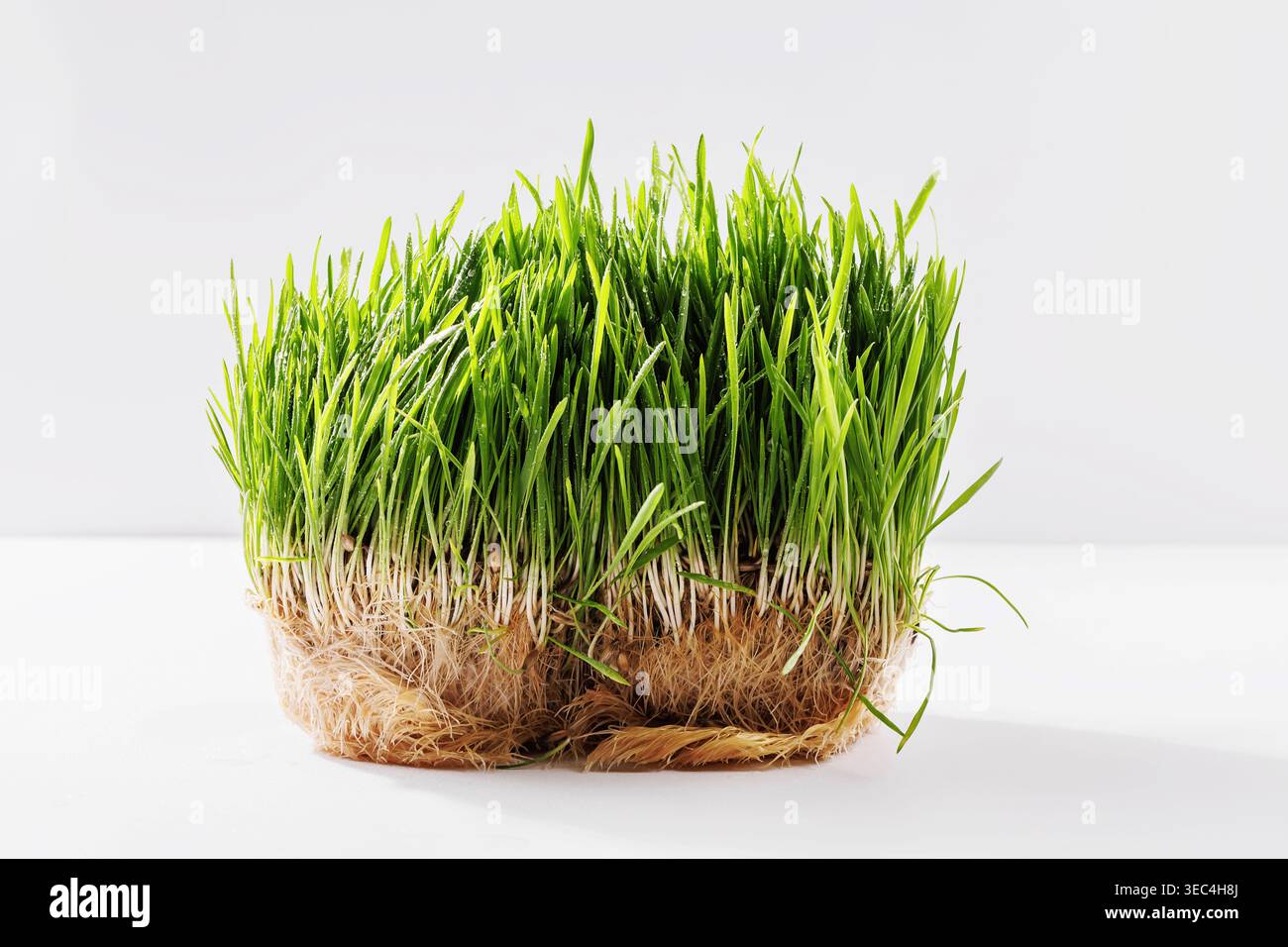 Tappetini verdi con radici su bianco Foto Stock