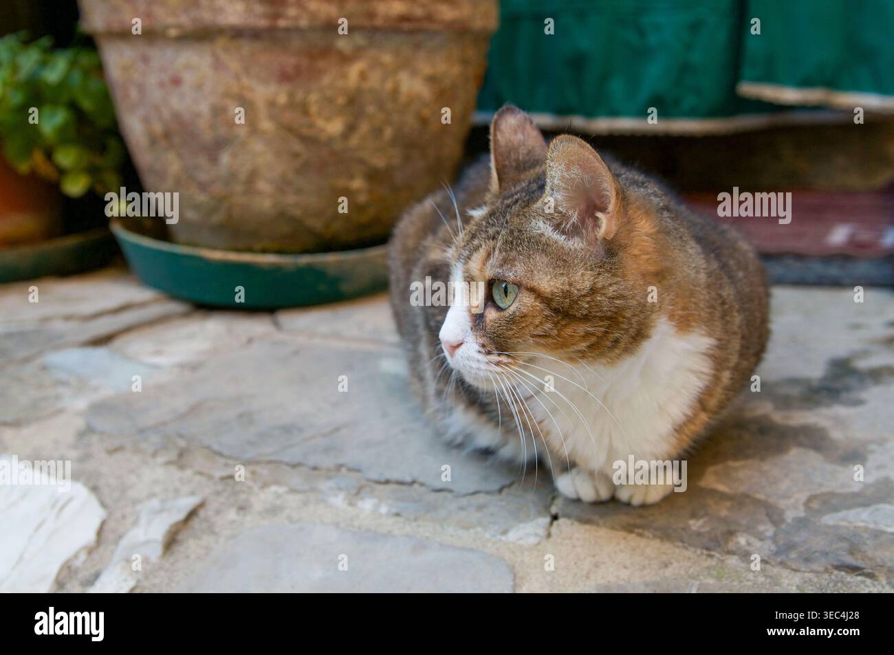 Gatto calico bianco e marrone seduto in una posizione di forma di pane su un patio in pietra accanto a un vaso di fiori di terracotta. Gatto domestico che si rilassa all'aperto in un ambiente rustico Foto Stock