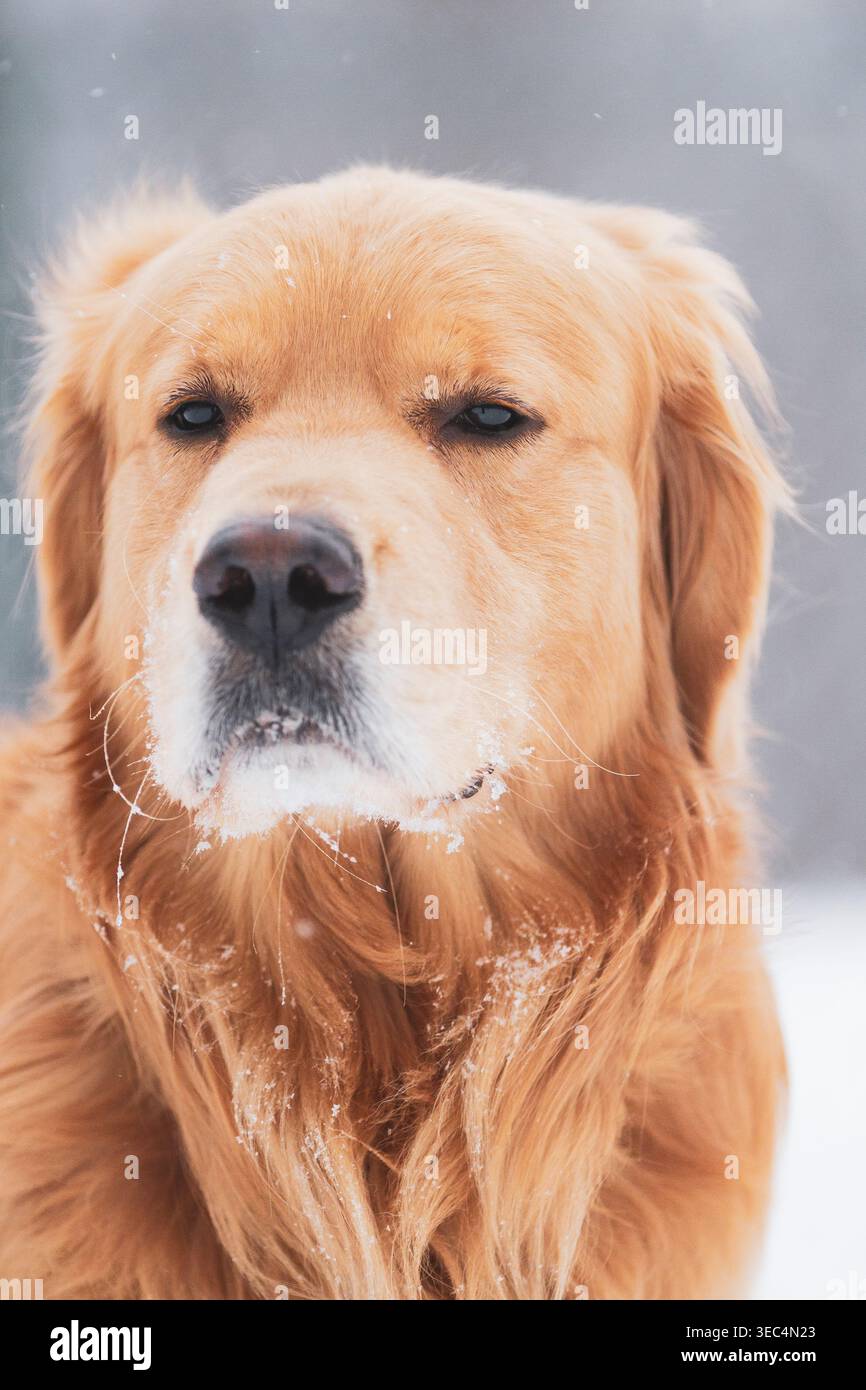 Felice Golden Retriever che gioca sulla neve. Un animale domestico sorridente in un ambiente invernale. Foto Stock