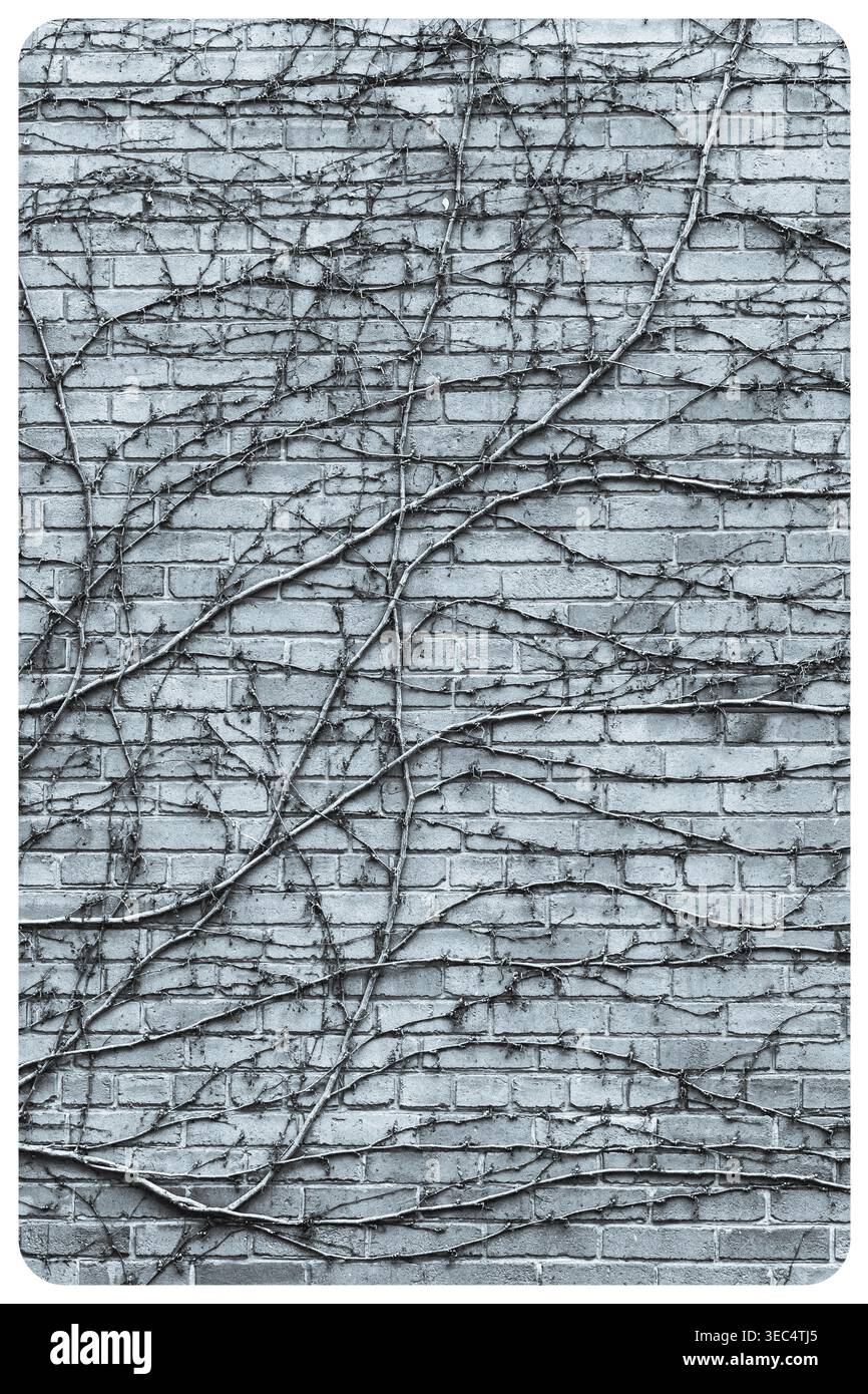 Muro di mattoni rossi ricoperto di vigne di edera aggrovigliate. Le viti marroni scalano i mattoni rossastri. La texture naturale crea uno sfondo rustico e testurizzato. Ideale per Foto Stock
