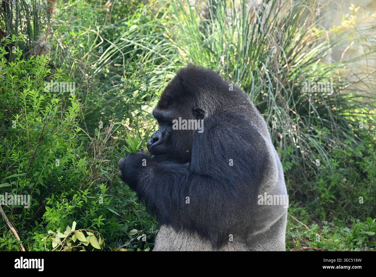 Profilo laterale di un grande gorilla seduto a terra nello zoo Foto Stock
