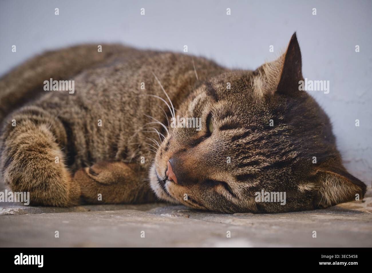 gatto da tavolo dormiente disteso a terra tranquillo riposo all'aperto per animali Foto Stock