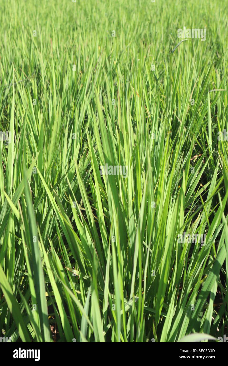 Verde e lussureggiante distesa di piante di riso Foto Stock