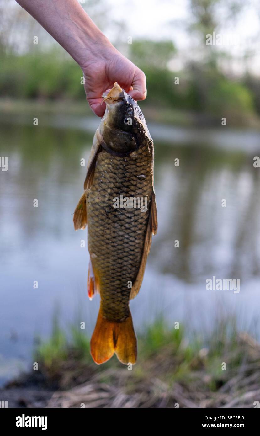 Primo piano di carpe appena pescate tenute a mano vicino alle calme acque del lago in un ambiente naturale all'aperto, attività di pesca e natura Foto Stock