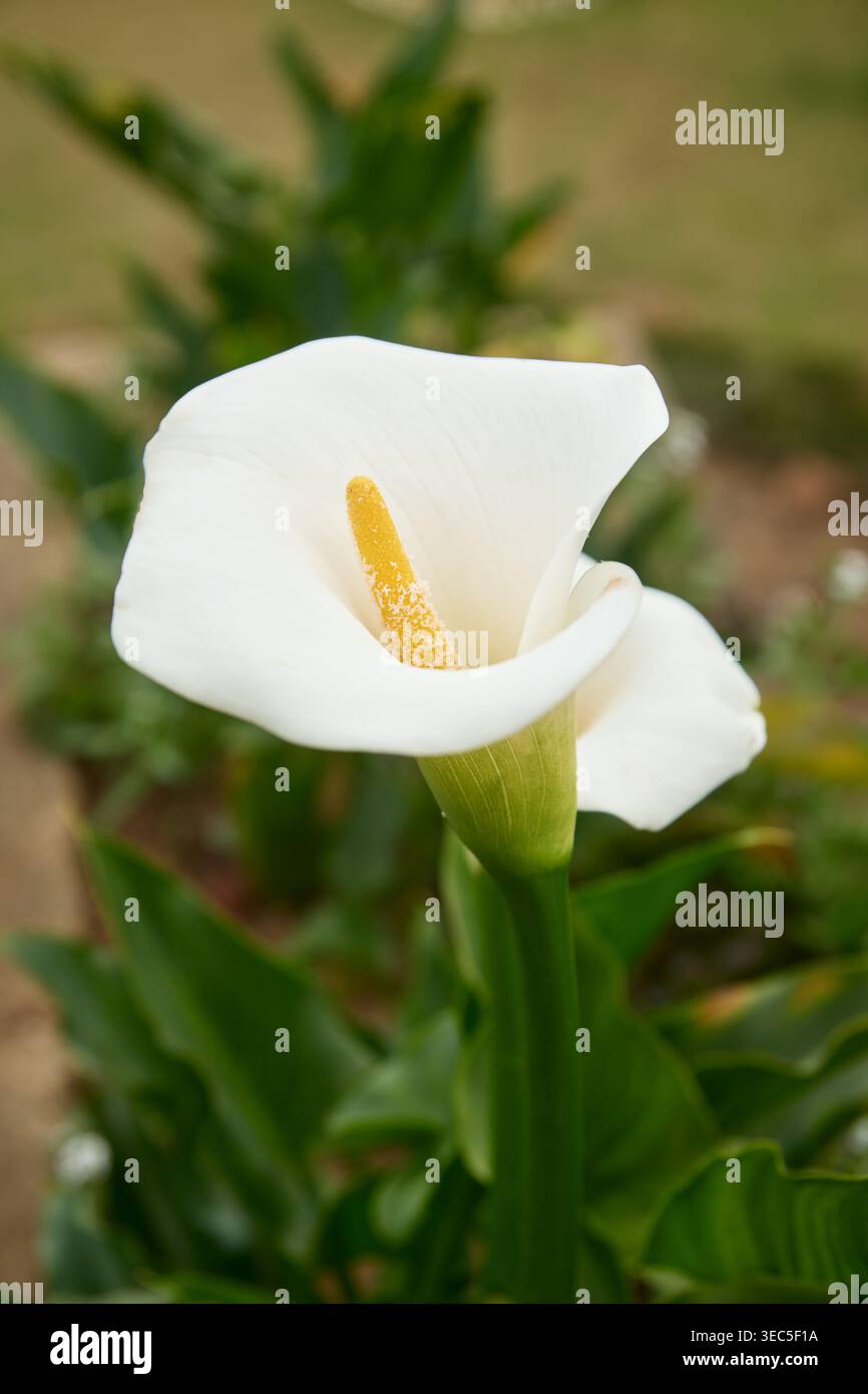 fiore di giglio di calla bianca su stelo verde in giardino, spaspaspaspaesina bianca liscia con spadix gialla, vista laterale con messa a fuoco morbida, elegante concetto floreale Foto Stock