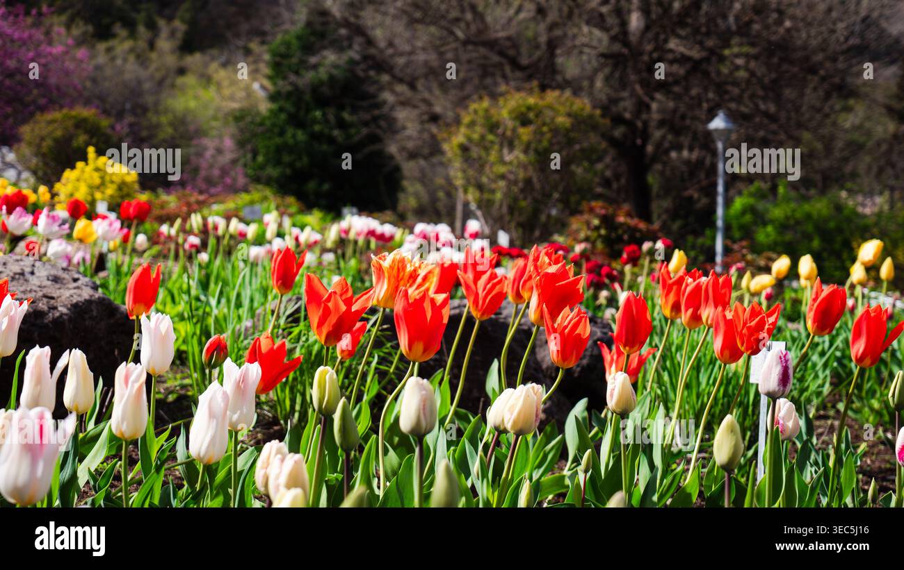 File di tulipani rossi e bianchi luminosi che crescono in un giardino botanico illuminato dal sole con alberi sullo sfondo Foto Stock