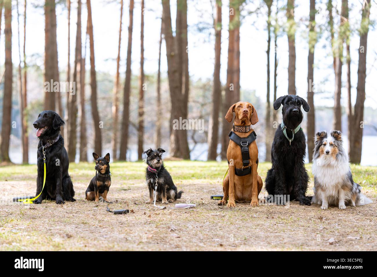 Sei diverse razze di cani sedute in fila in una foresta, una varietà di animali che posa all'aperto per fotografare ritratti di gruppo in un ambiente boschivo naturale Foto Stock