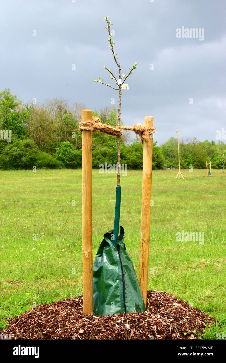 Un albero da frutto appena piantato con una borsa da irrigazione Foto Stock