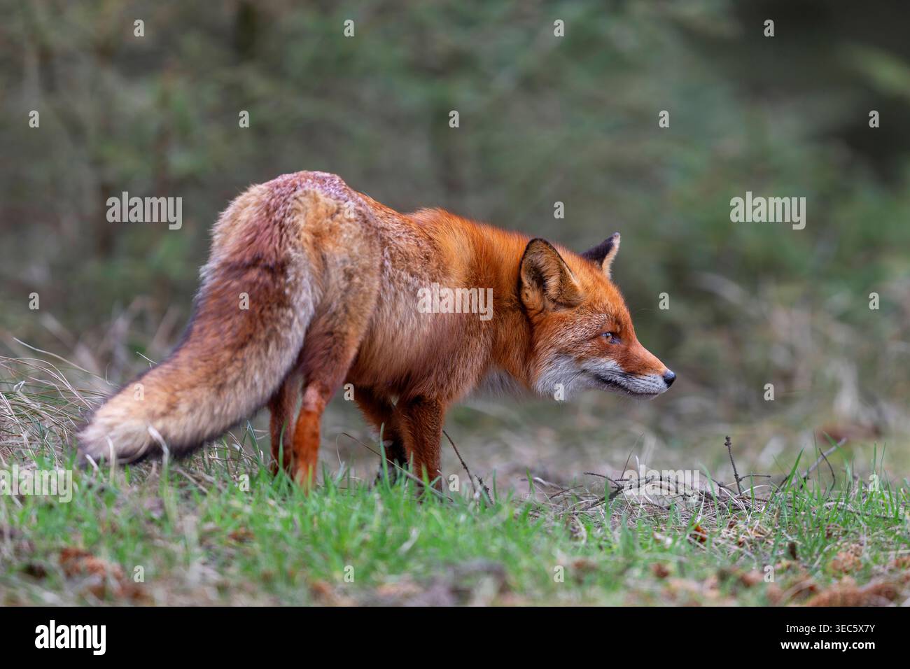 Red Fox (Vulpes vulpes). Walker nel bosco su un vicino sentiero forestale causa tensione. Danmark Foto Stock