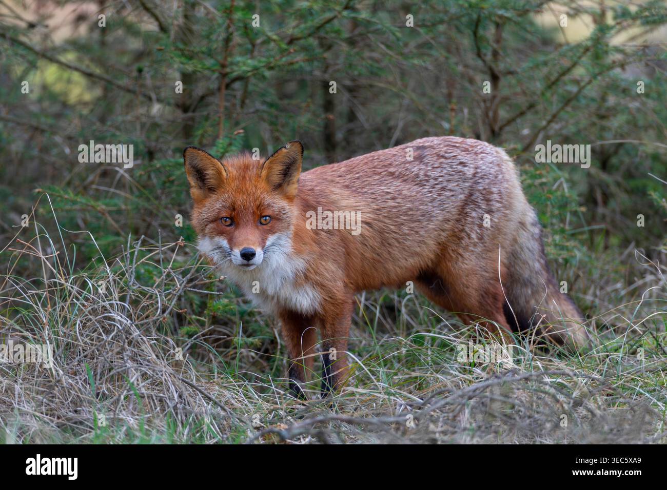 Red Fox (Vulpes vulpes). Vixen cerca cibo per i suoi giovani ai margini della foresta. Danmark Foto Stock