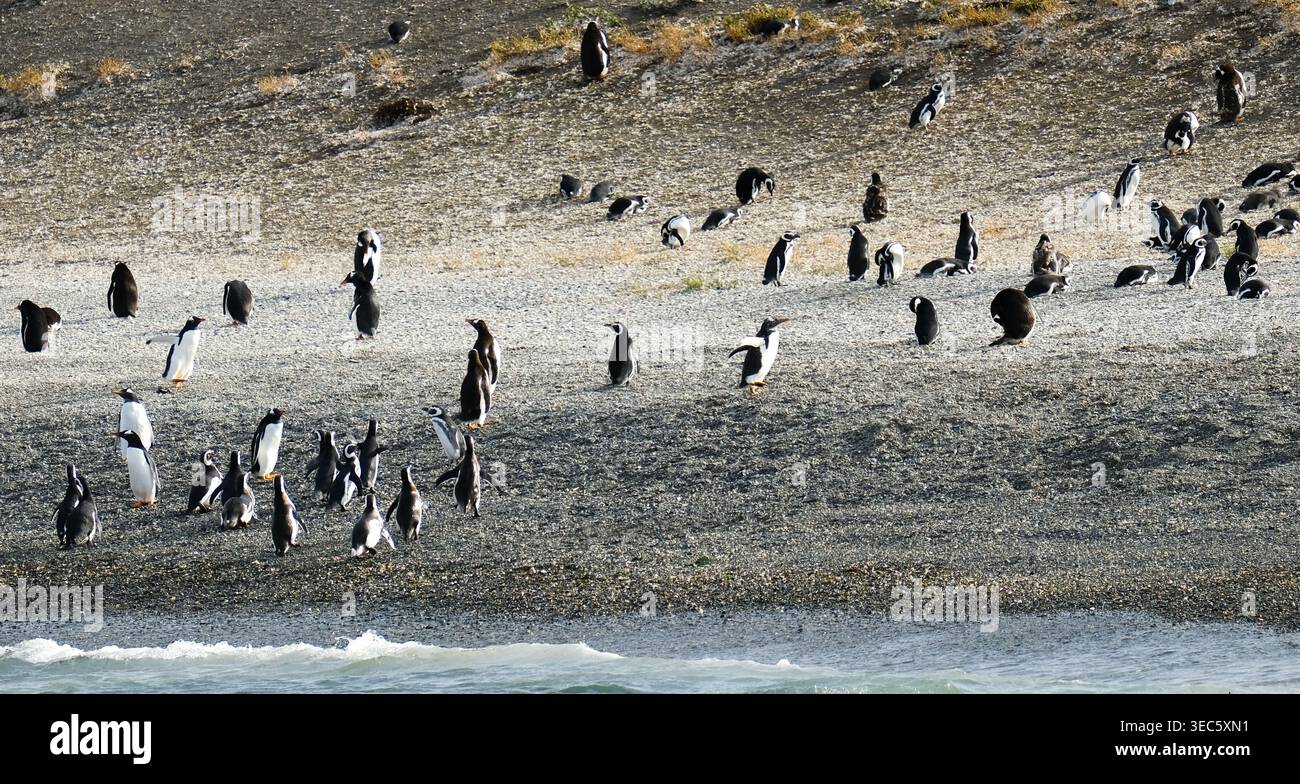 Pinguini in una colonia naturale su un terreno costiero, scena della fauna selvatica che mostra il comportamento di gruppo in un ambiente freddo Foto Stock