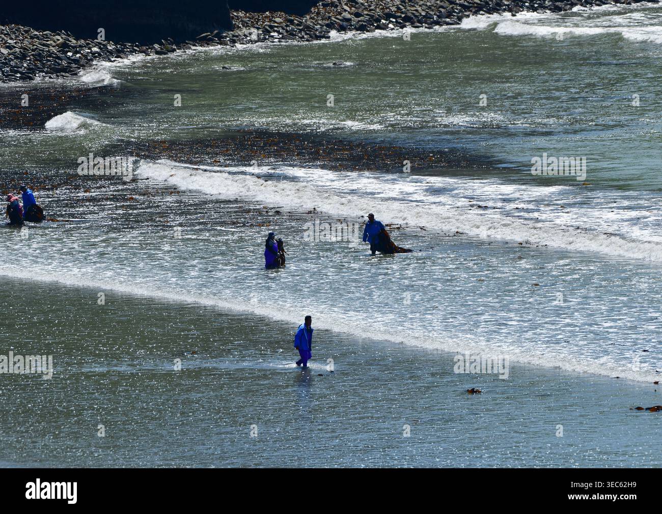 Persone in spiaggia che raccolgono alghe fresche (Saccharina japonica) Hokkaido, Giappone Foto Stock