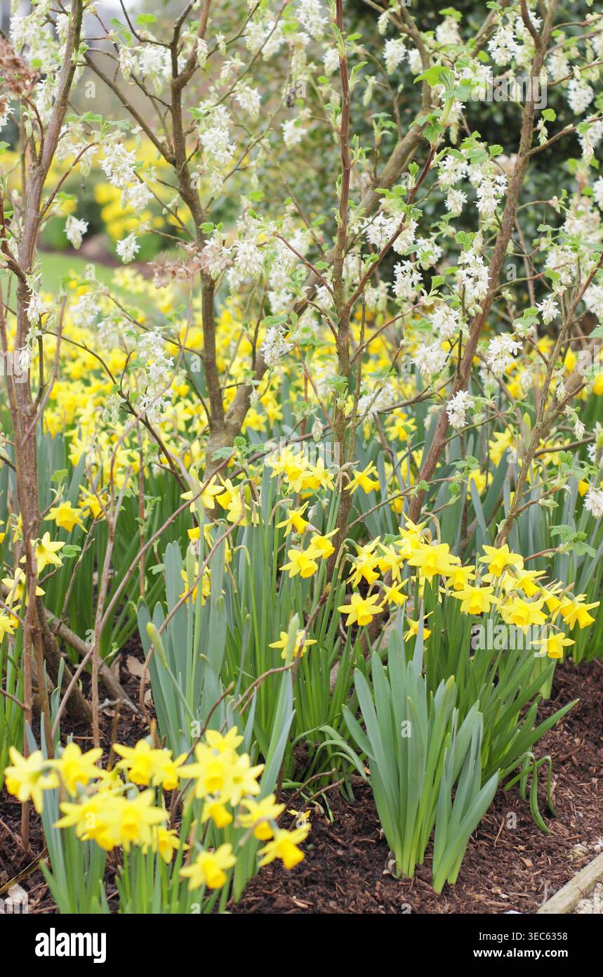Giardino primaverile con Ribes White Icicle e Narcissus Tete a tete narcisi nani. Inizio marzo. REGNO UNITO Foto Stock