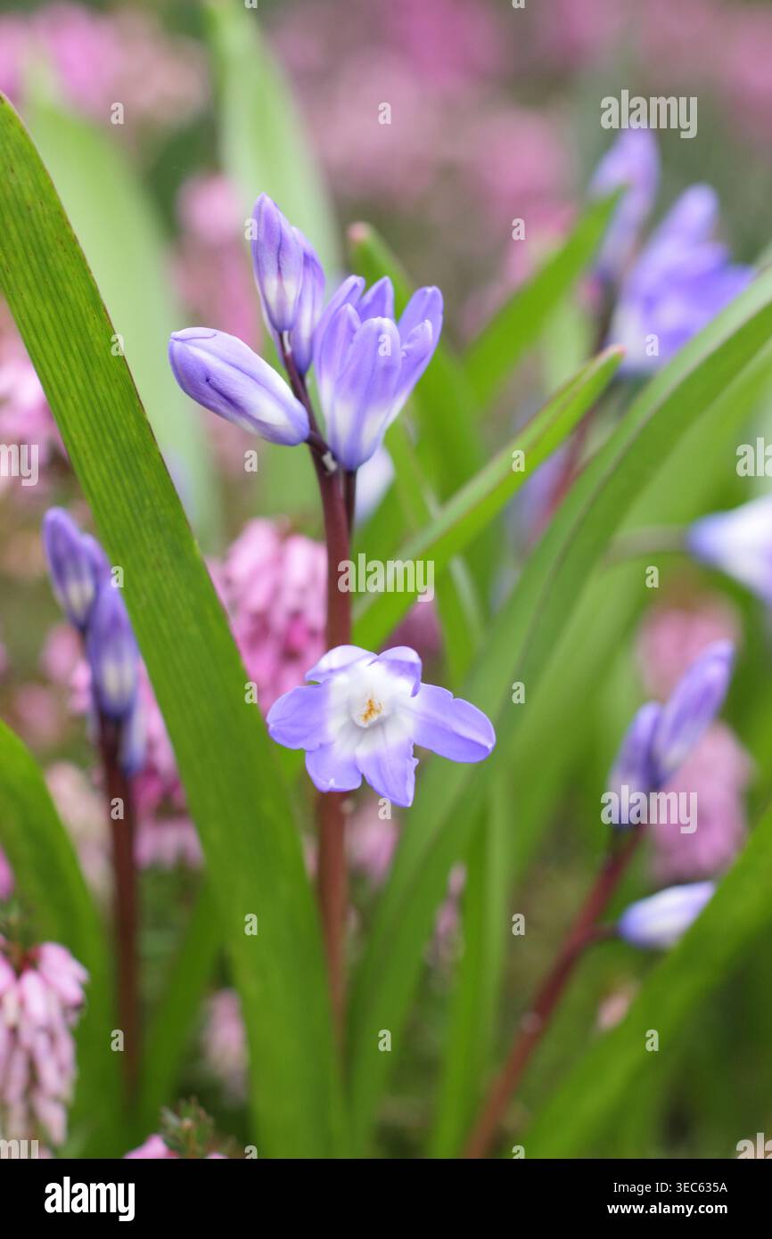 I fiori primaverili di Chinodoxa piantati con acconciature invernali viola formano un colorato letto di fiori del tardo inverno. REGNO UNITO Foto Stock