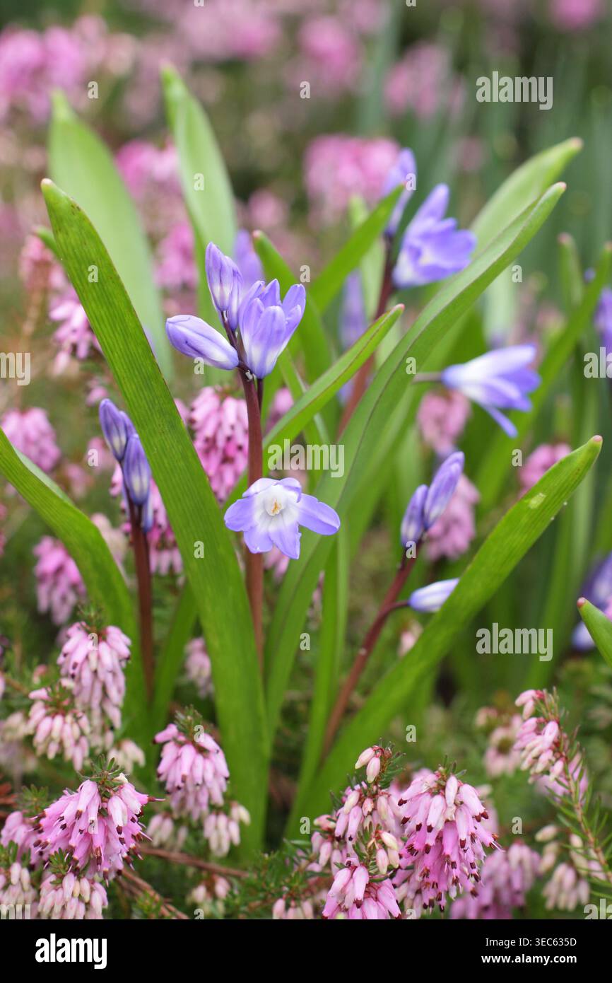 I fiori primaverili di Chinodoxa piantati con acconciature invernali viola formano un colorato letto di fiori del tardo inverno. REGNO UNITO Foto Stock