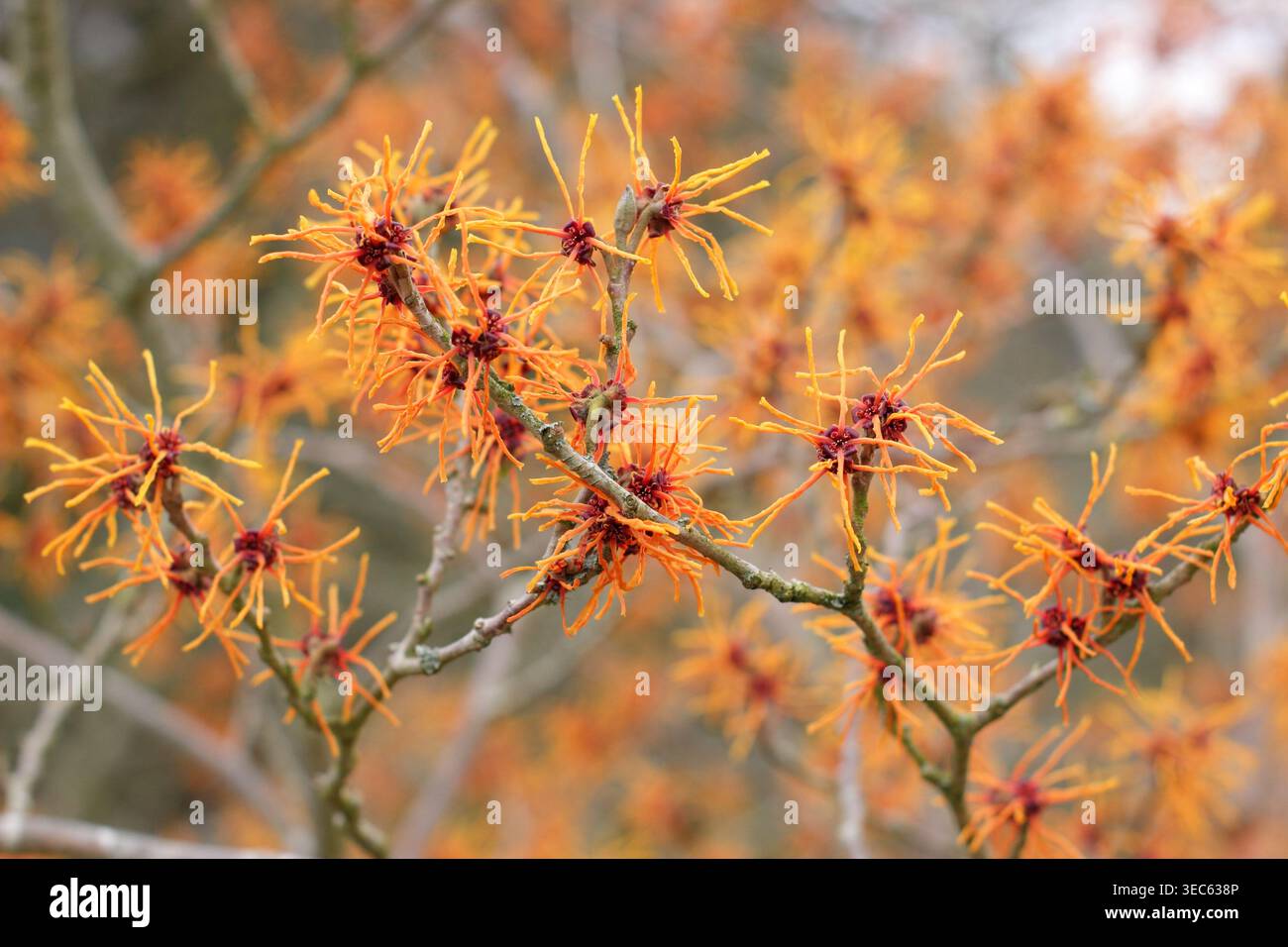 D'inverno fioriscono gli alberi di nocciola delle streghe. Hamamelis x intermedia "Afrodite". REGNO UNITO Foto Stock