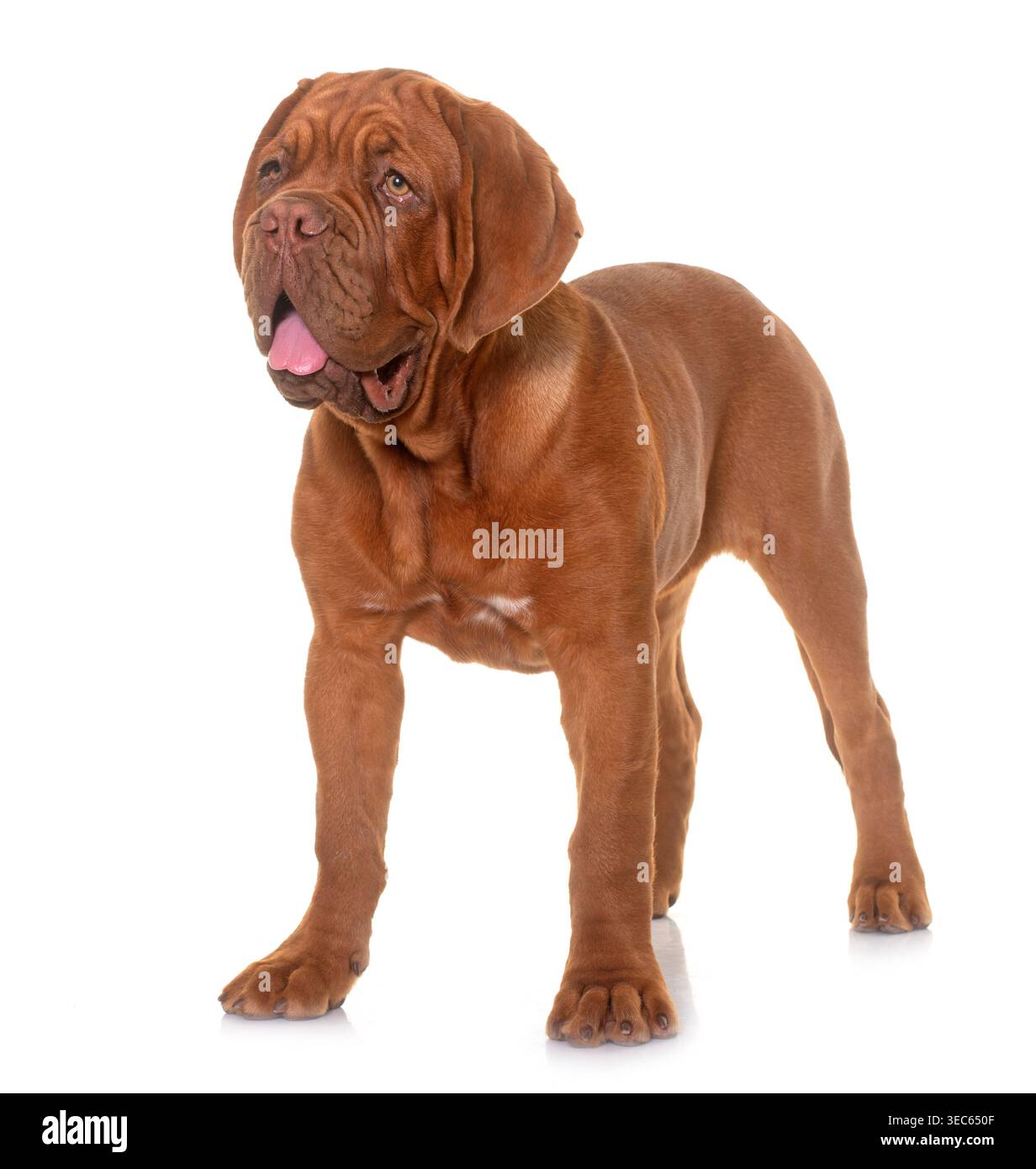 Puppy Bordeaux mastiff di fronte a sfondo bianco Foto Stock