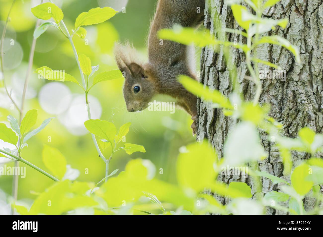 Uno scoiattolo (Sciurus vulgaris) sale vivo lungo il tronco dell'albero, circondato da foglie verdi, Assia, Germania Foto Stock