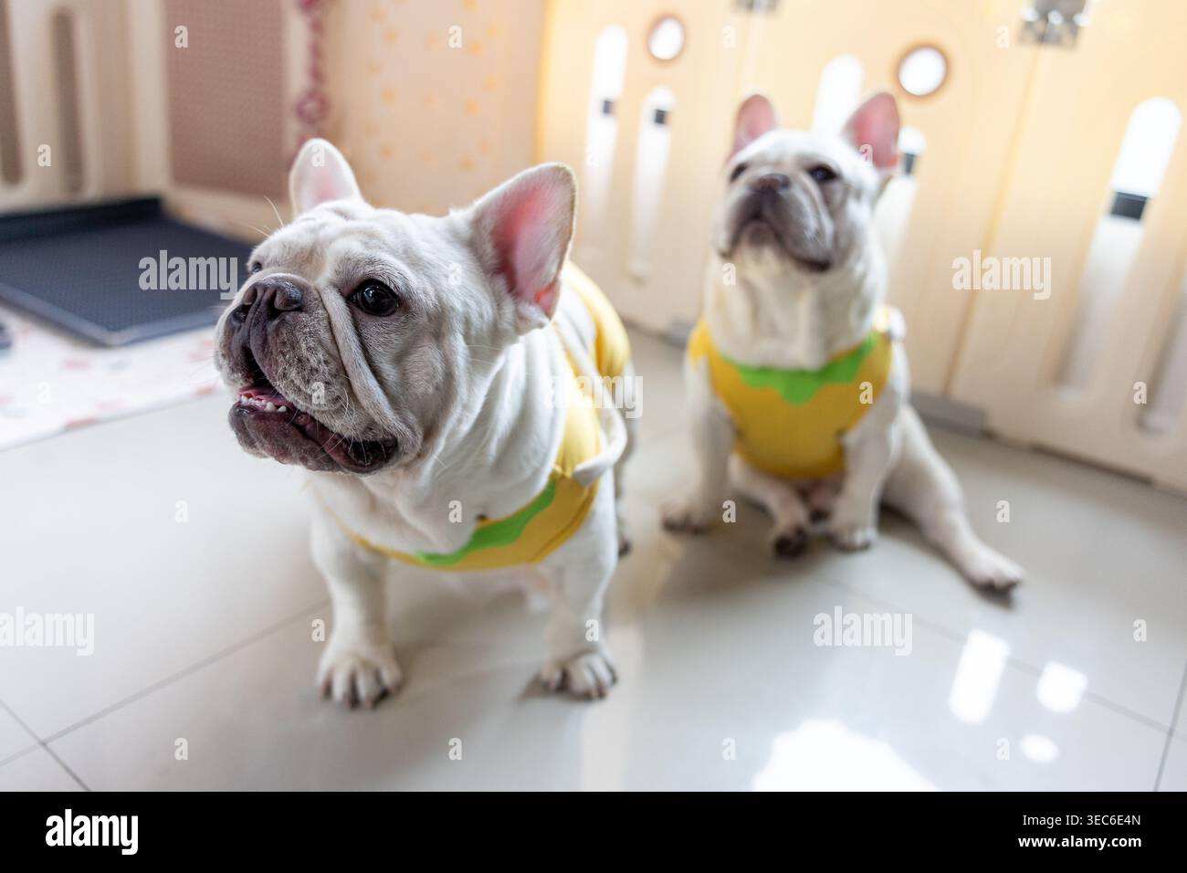 Un simpatico cane da compagnia francese che indossa un abbigliamento giallo brillante in piedi su un pavimento piastrellato al coperto sembra molto curioso e vigile in attesa pazientemente Foto Stock