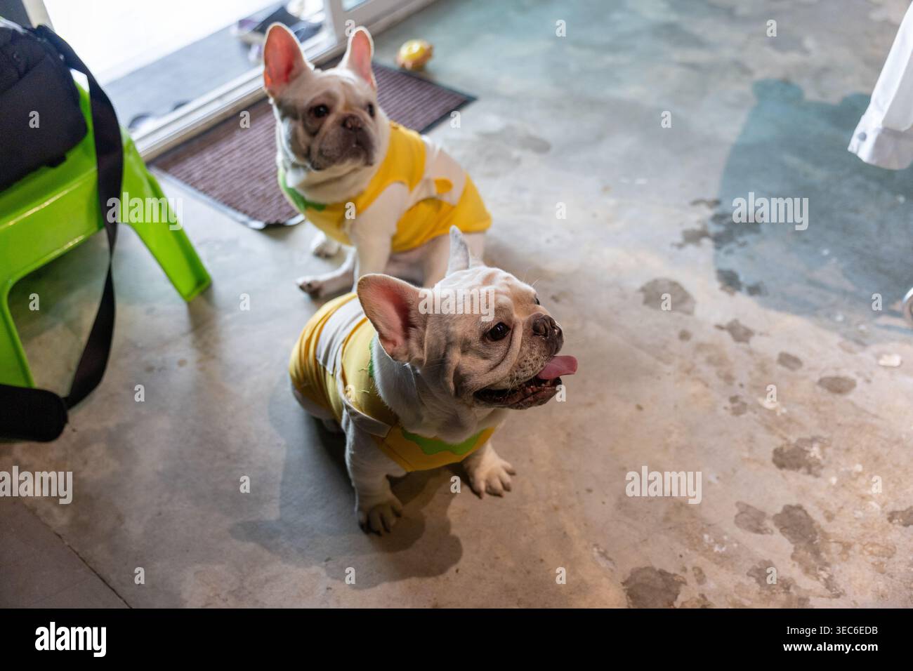 Due cani da bulldog francesi che indossano camicie gialle siedono pazientemente sul pavimento in cemento interno, esprimendo un umore sereno e attento che attende con impazienza il proprio umore Foto Stock